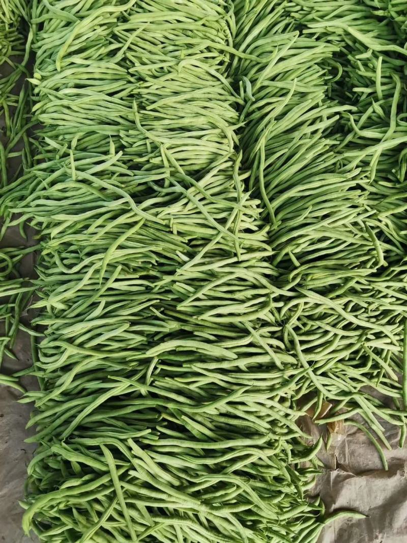 山东莘县精品无丝豆大量上市中，有需要的老板联系我