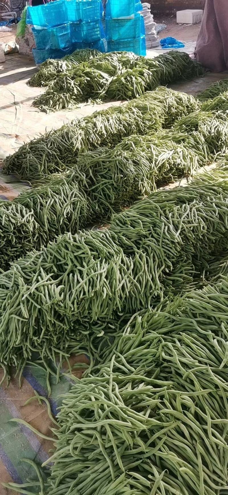 山东莘县精品无丝豆大量上市中，有需要的老板联系我