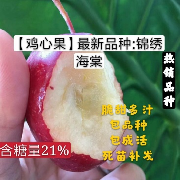 (鸡心果)锦绣海棠树苗小苹果苗