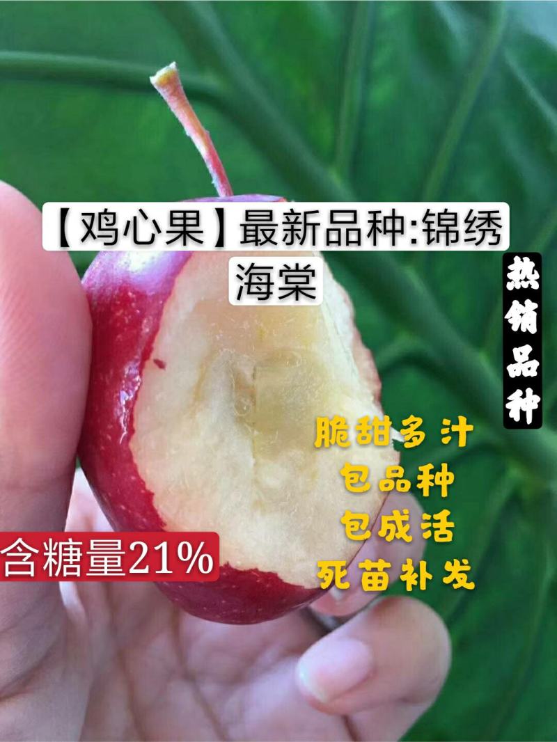 （鸡心果）锦绣海棠树苗小苹果苗