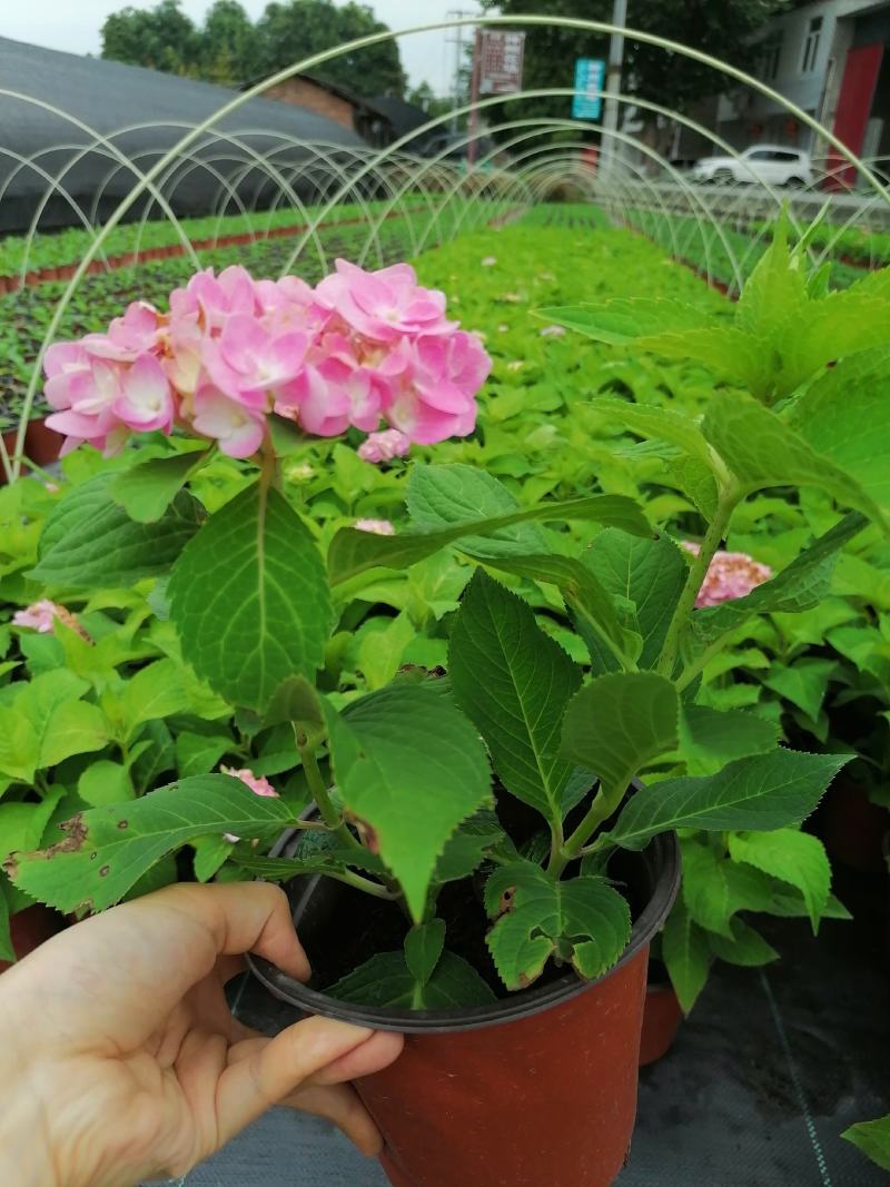 双色杯绣球花带花的绣球花基地直销绣球花