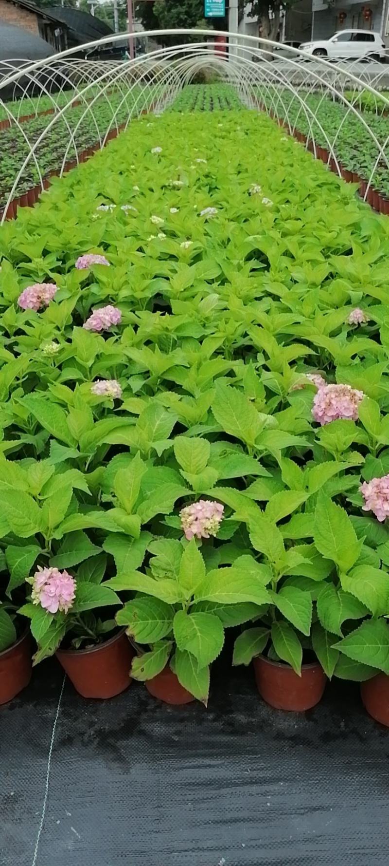 双色杯绣球花带花的绣球花基地直销绣球花