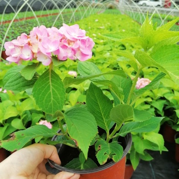 双色杯绣球花带花的绣球花基地直销绣球花