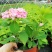 双色杯绣球花带花的绣球花基地直销绣球花