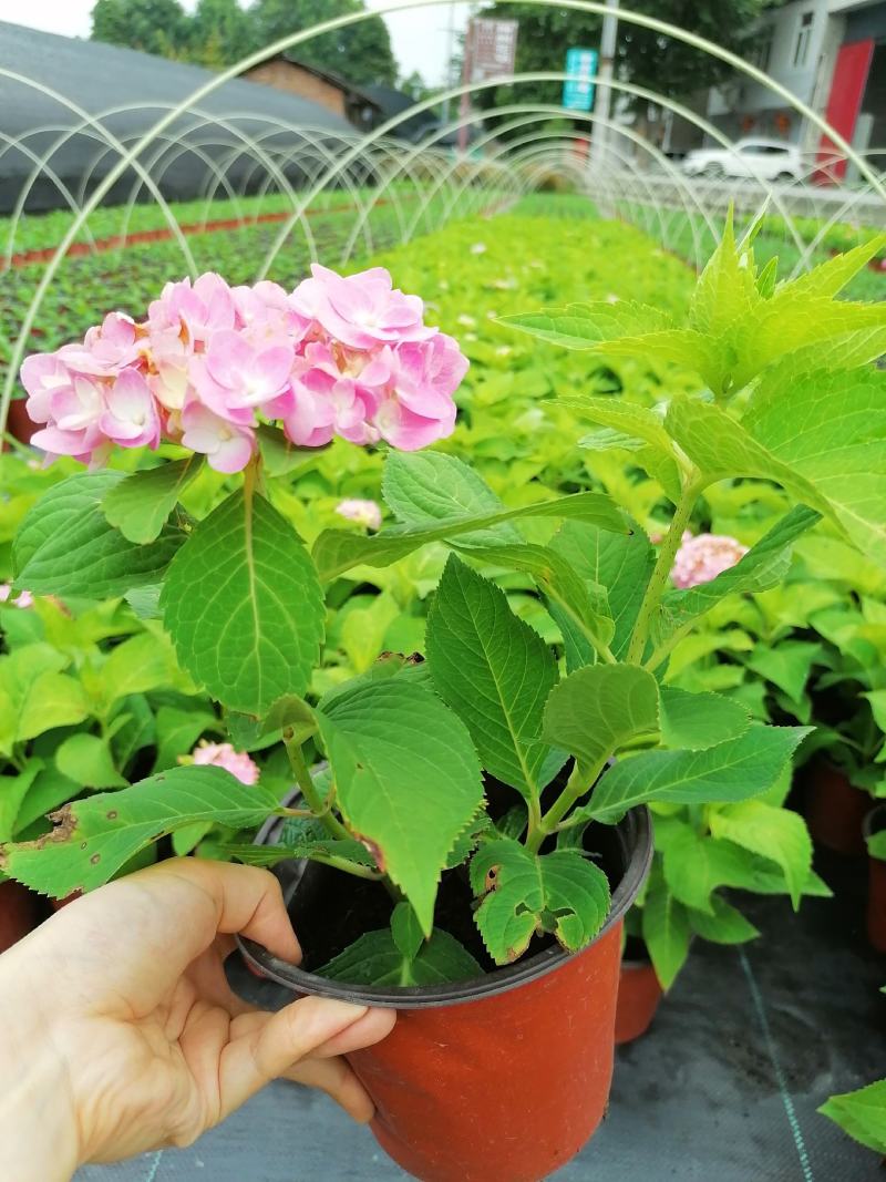 双色杯绣球花带花的绣球花基地直销绣球花