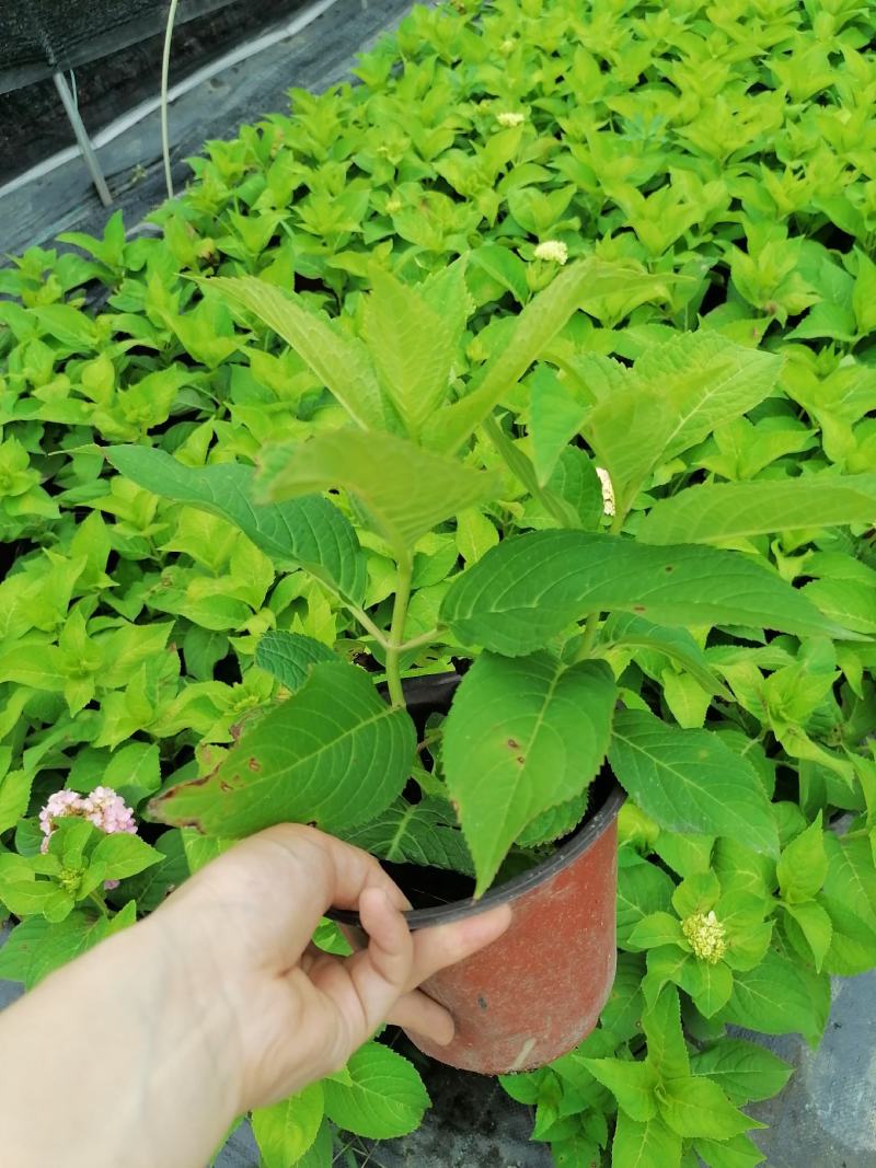 双色杯绣球花带花的绣球花基地直销绣球花