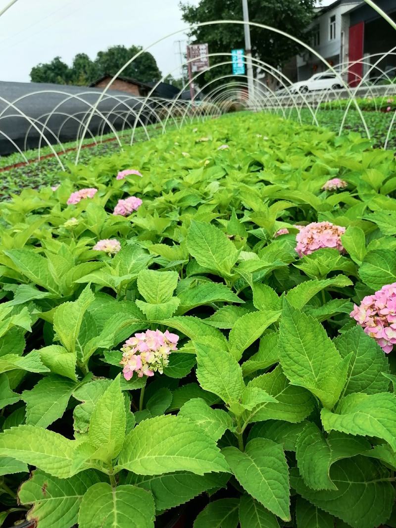 双色杯绣球花带花的绣球花基地直销绣球花