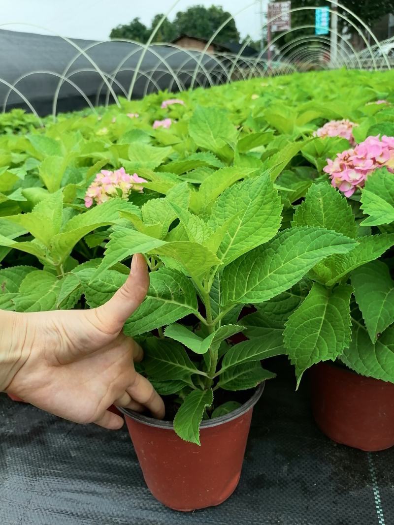 双色杯绣球花带花的绣球花基地直销绣球花