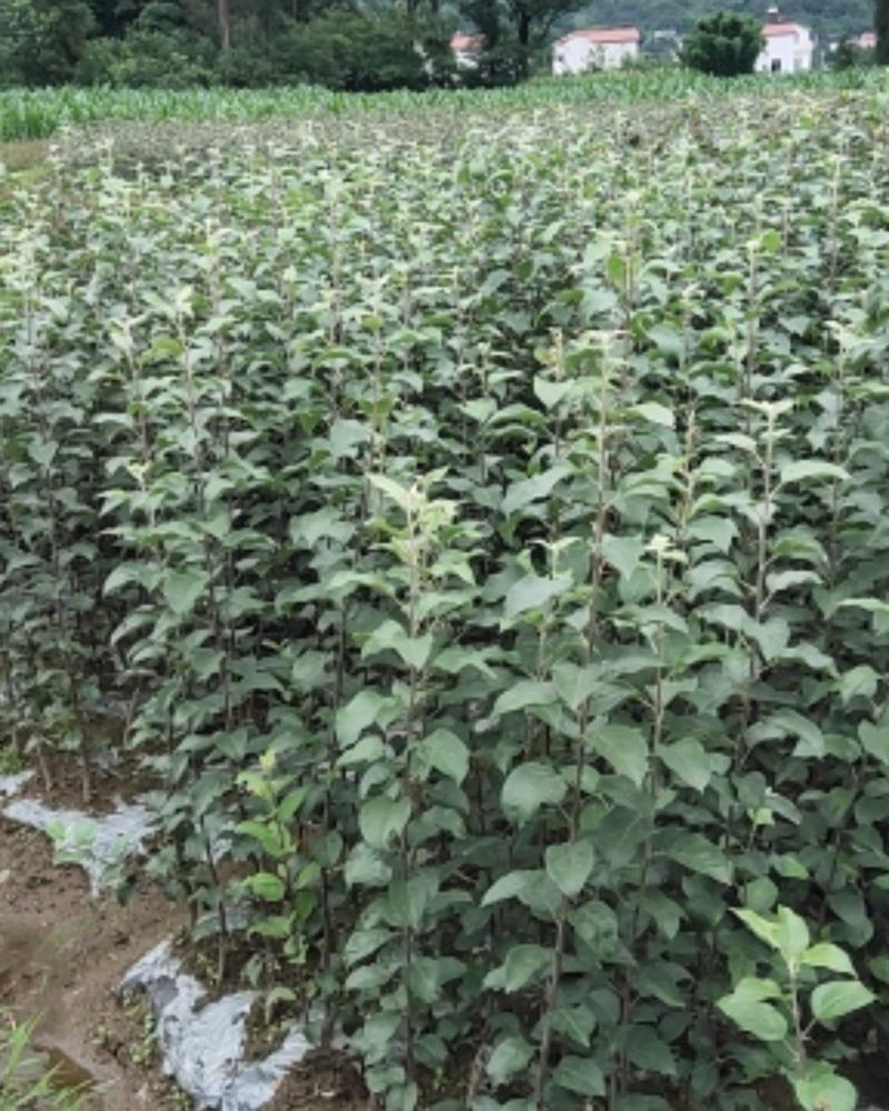 苹果苗，糖心富士，红富士，一年苗至挂果苗均有出售