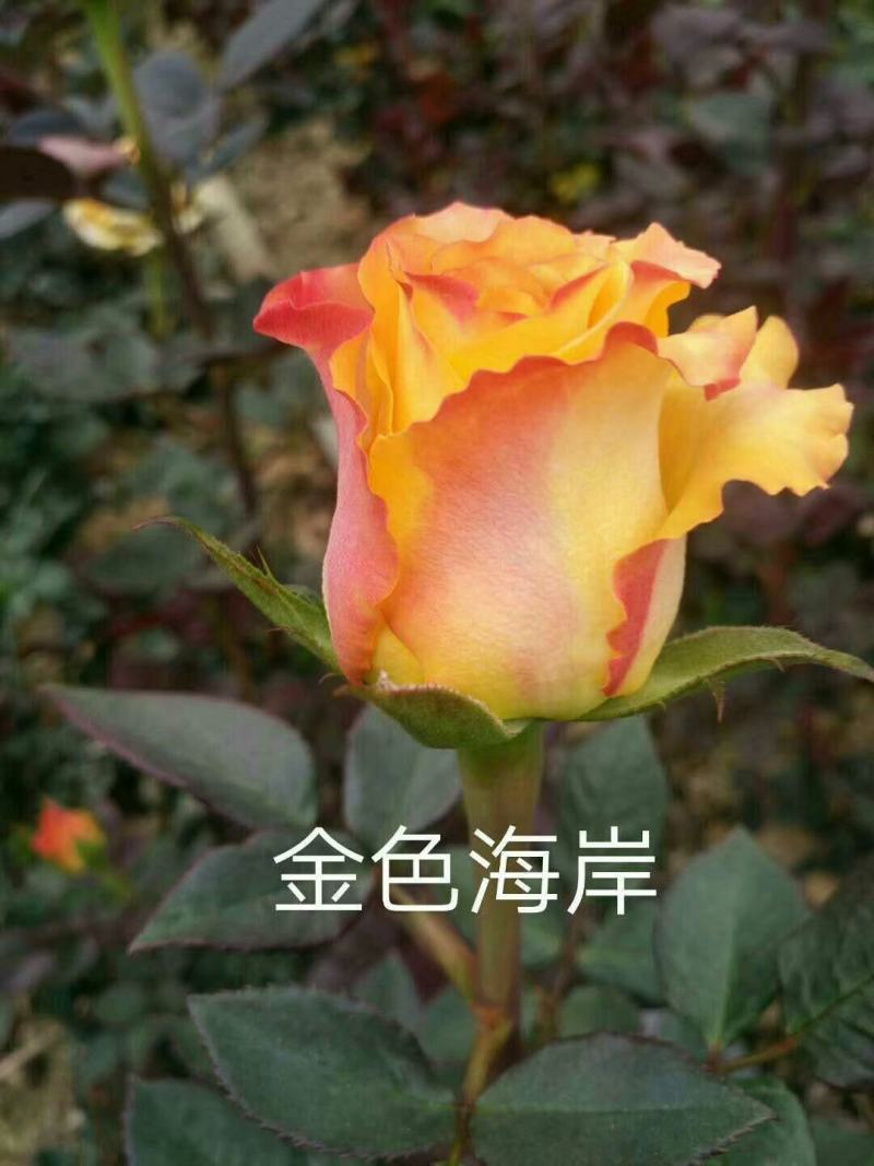 大花月季苗云南玫瑰种苗月季扦插小苗绿化工程苗大花苗