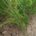 芦笋种苗多年生芦笋苗芦笋根系四季种植蔬菜种苗