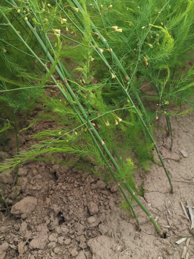 芦笋种苗多年生芦笋苗芦笋根系四季种植蔬菜种苗