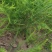 芦笋种苗多年生芦笋苗芦笋根系四季种植蔬菜种苗