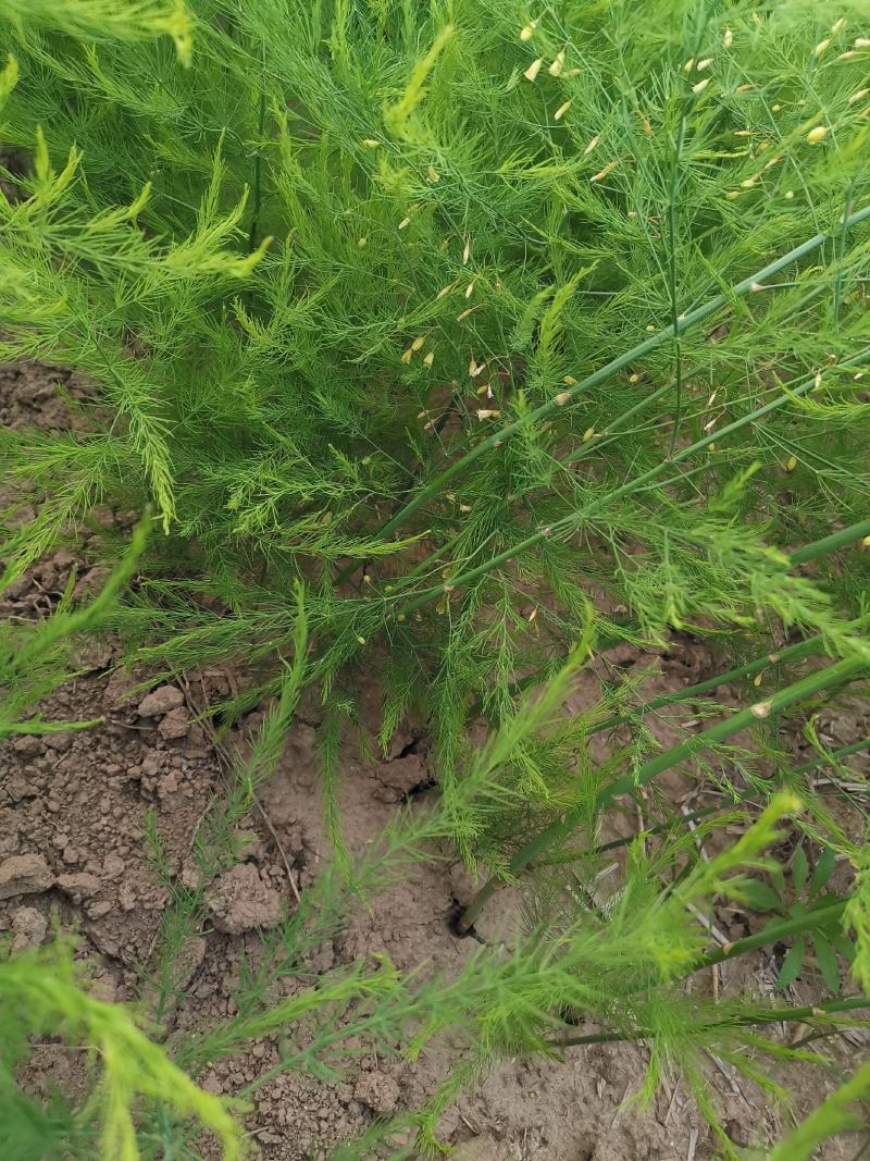 芦笋种苗多年生芦笋苗芦笋根系四季种植蔬菜种苗