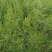 芦笋种苗多年生芦笋苗芦笋根系四季种植蔬菜种苗