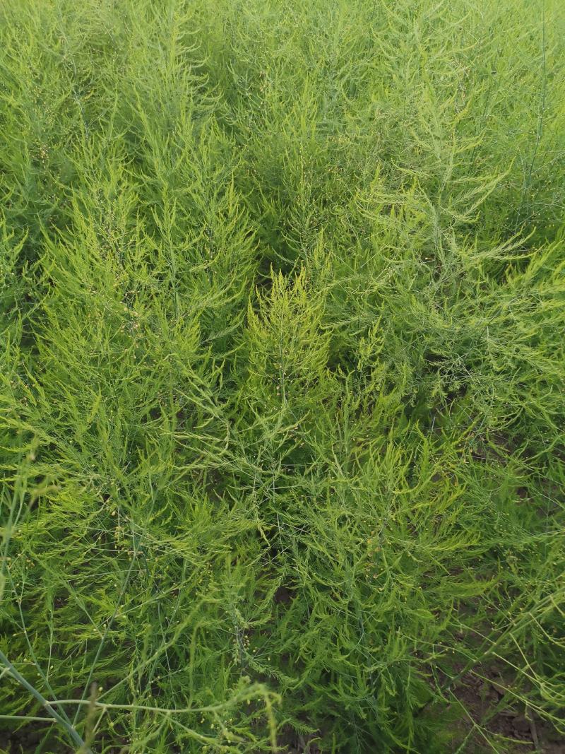 芦笋种苗多年生芦笋苗芦笋根系四季种植蔬菜种苗
