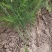 芦笋种苗多年生芦笋苗芦笋根系四季种植蔬菜种苗