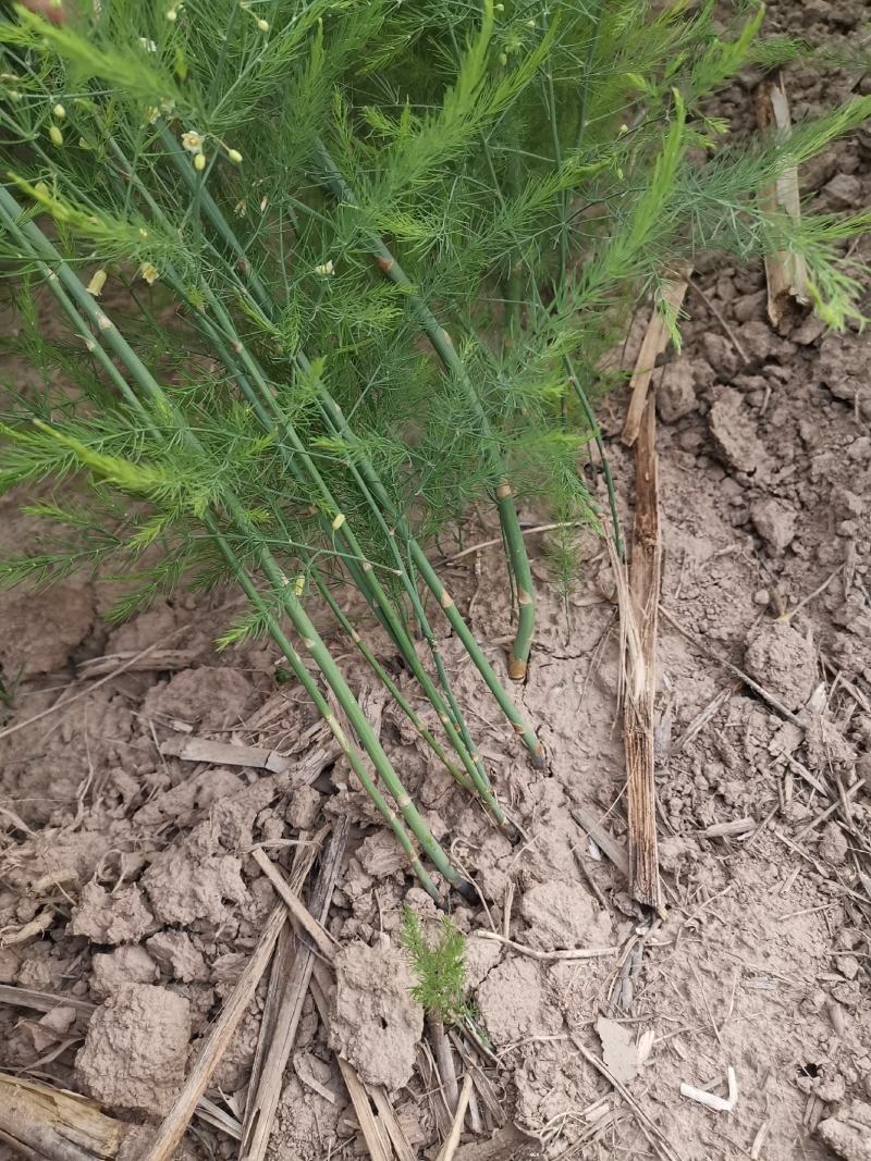 芦笋种苗多年生芦笋苗芦笋根系四季种植蔬菜种苗