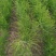 芦笋种苗多年生芦笋苗芦笋根系四季种植蔬菜种苗