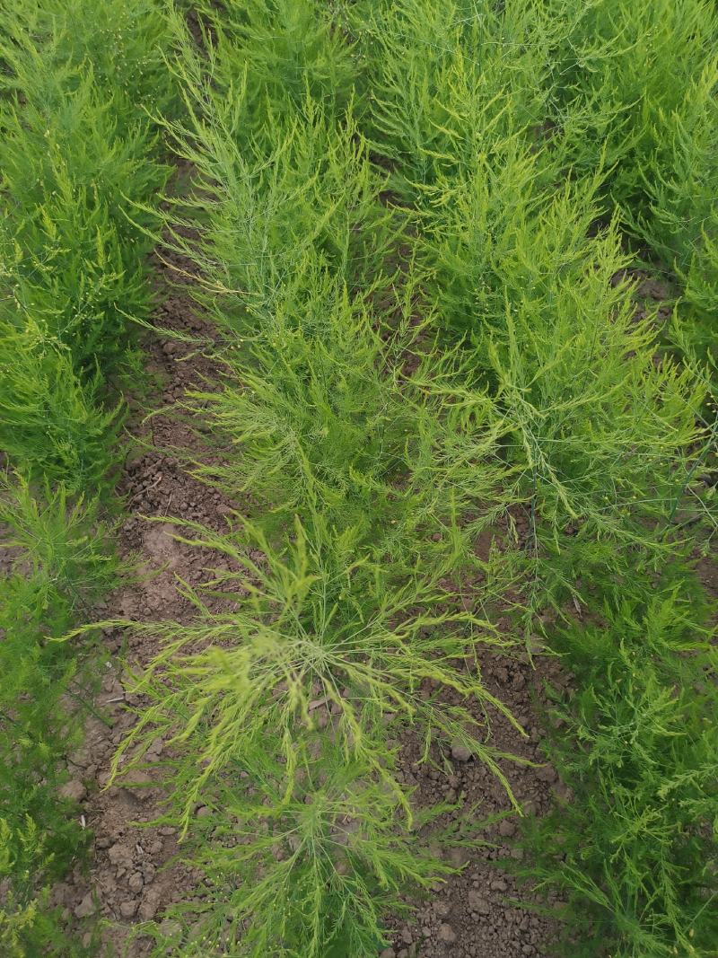 芦笋种苗多年生芦笋苗芦笋根系四季种植蔬菜种苗