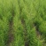 芦笋种苗多年生芦笋苗芦笋根系四季种植蔬菜种苗