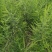 芦笋种苗多年生芦笋苗芦笋根系四季种植蔬菜种苗