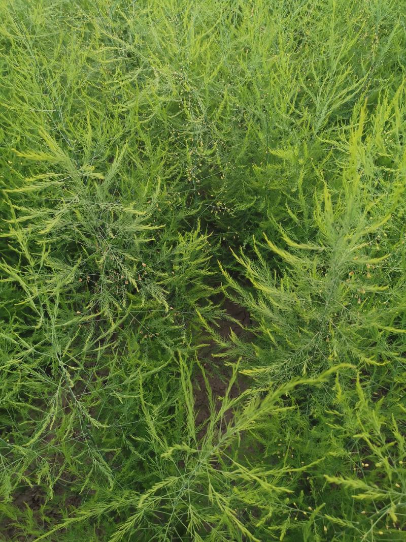 芦笋种苗多年生芦笋苗芦笋根系四季种植蔬菜种苗