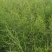 芦笋种苗多年生芦笋苗芦笋根系四季种植蔬菜种苗