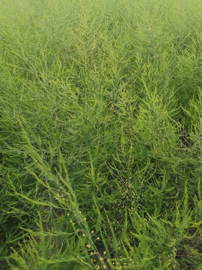 芦笋种苗多年生芦笋苗芦笋根系四季种植蔬菜种苗