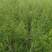 芦笋种苗多年生芦笋苗芦笋根系四季种植蔬菜种苗