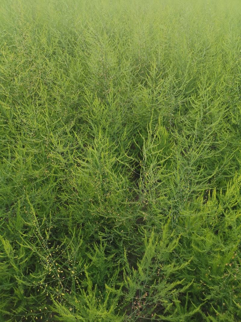 芦笋种苗多年生芦笋苗芦笋根系四季种植蔬菜种苗