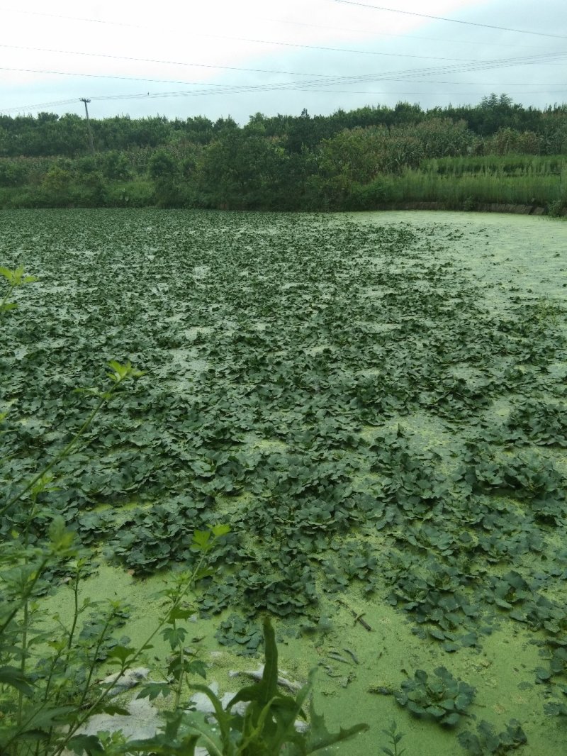 重庆市大量野生菱角批发供应