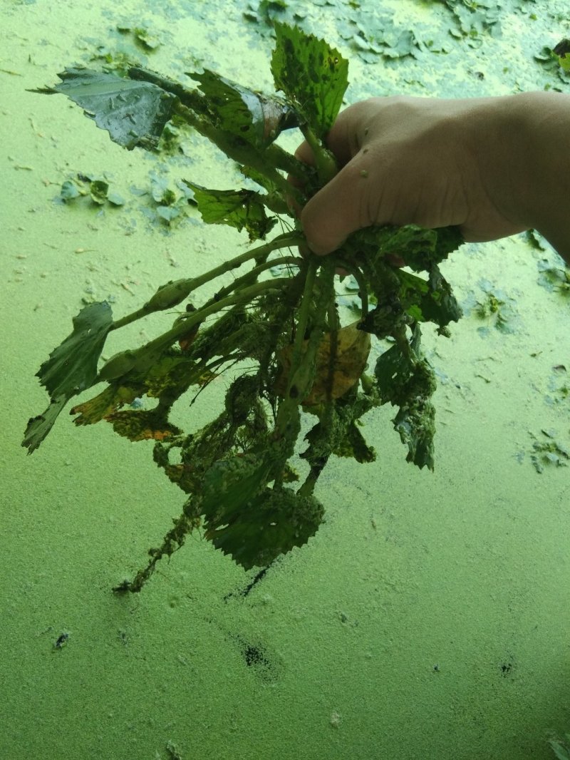 重庆市大量野生菱角批发供应