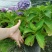 加仑杯八仙花可供花市的货超大冠幅的八仙花
