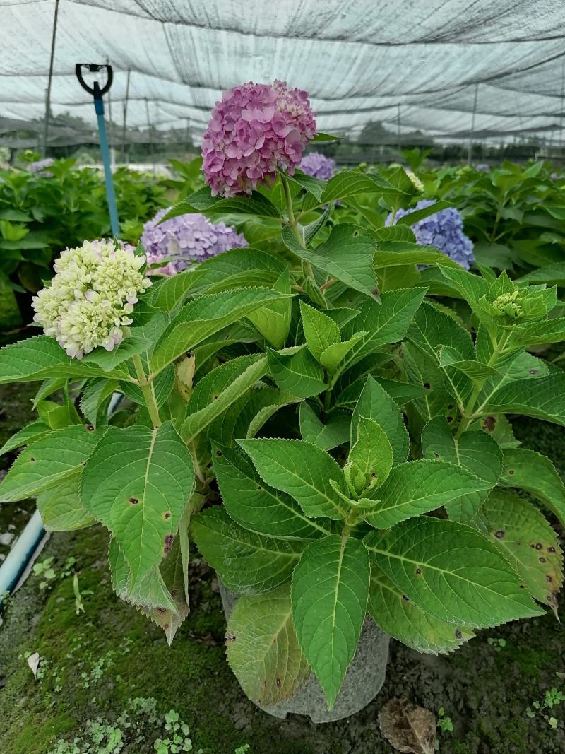 加仑杯八仙花可供花市的货超大冠幅的八仙花