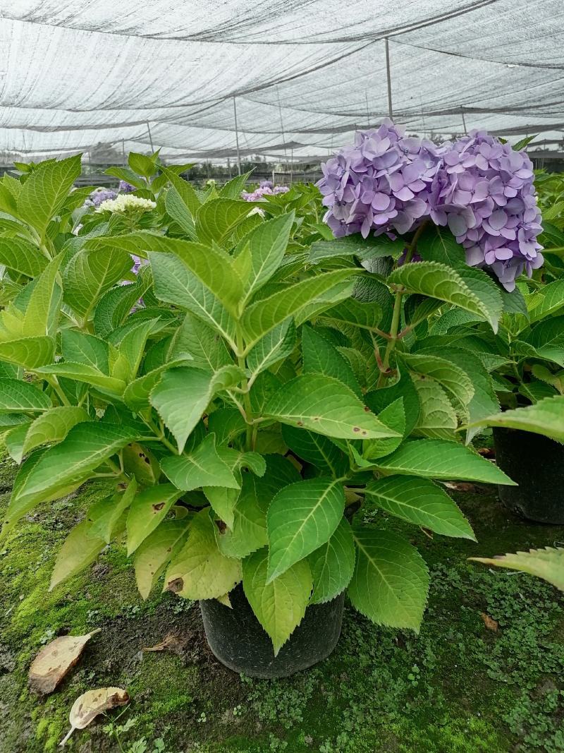 加仑杯八仙花可供花市的货超大冠幅的八仙花