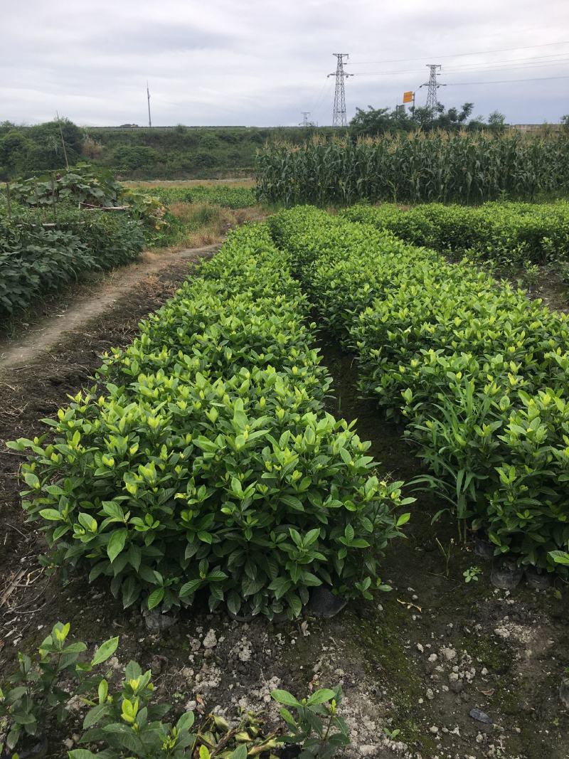 自家苗圃供应大栀子花基地直销视频看货保质保量