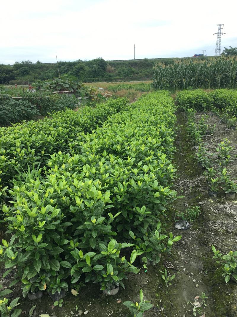 自家苗圃供应大栀子花基地直销视频看货保质保量