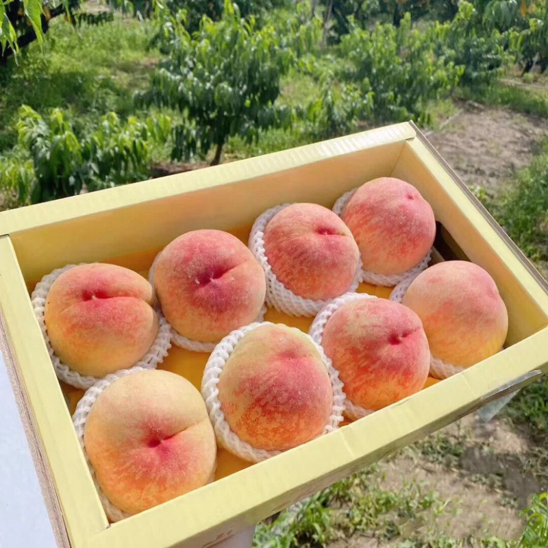 精品“突围毛桃”产地直供，直供价格，品质保证