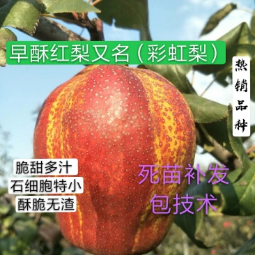 早酥红梨树苗保证纯度包邮（新疆西藏青海除外）