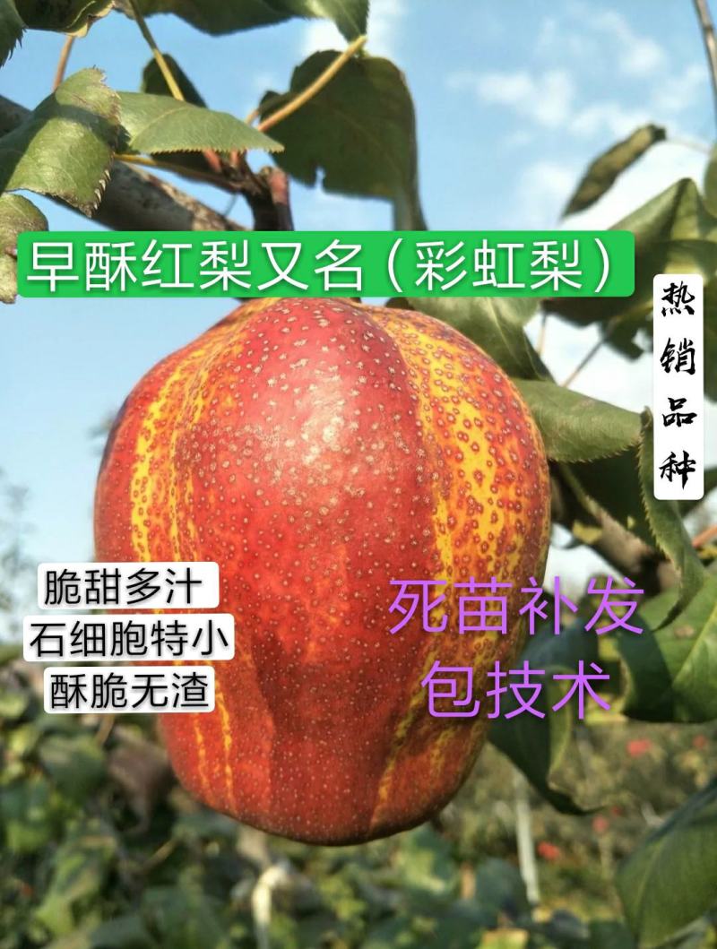 早酥红梨树苗保证纯度包邮（新疆西藏青海除外）