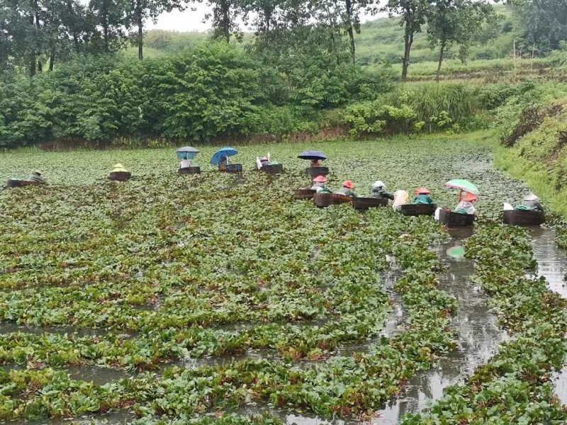 重庆大量野生菱角低价批发