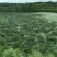 重庆大量野生菱角低价批发