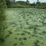 重庆大量野生菱角低价批发