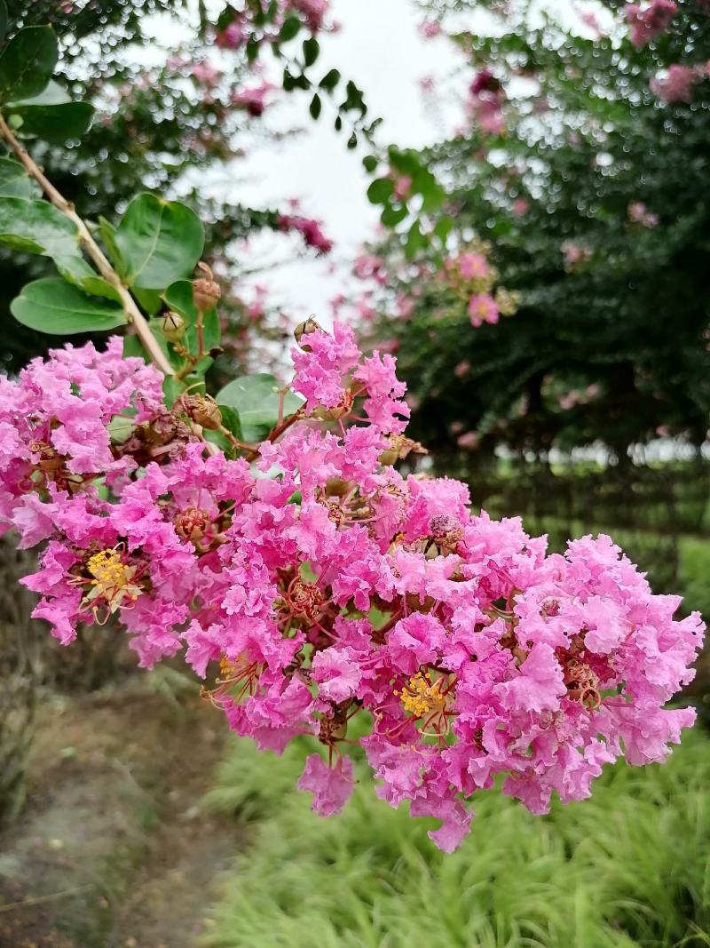 1.8米高嫩枝花瓶紫薇嫩枝花瓶开花的紫薇瓶