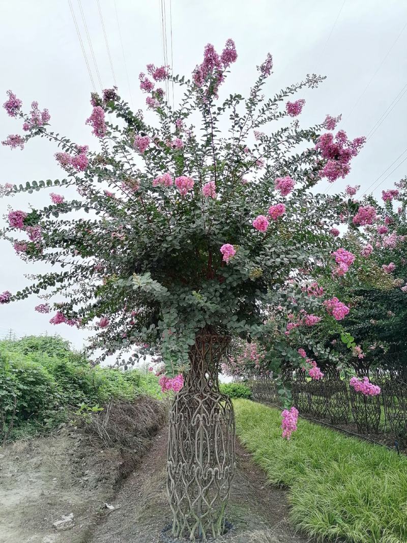 1.8米高嫩枝花瓶紫薇嫩枝花瓶开花的紫薇瓶