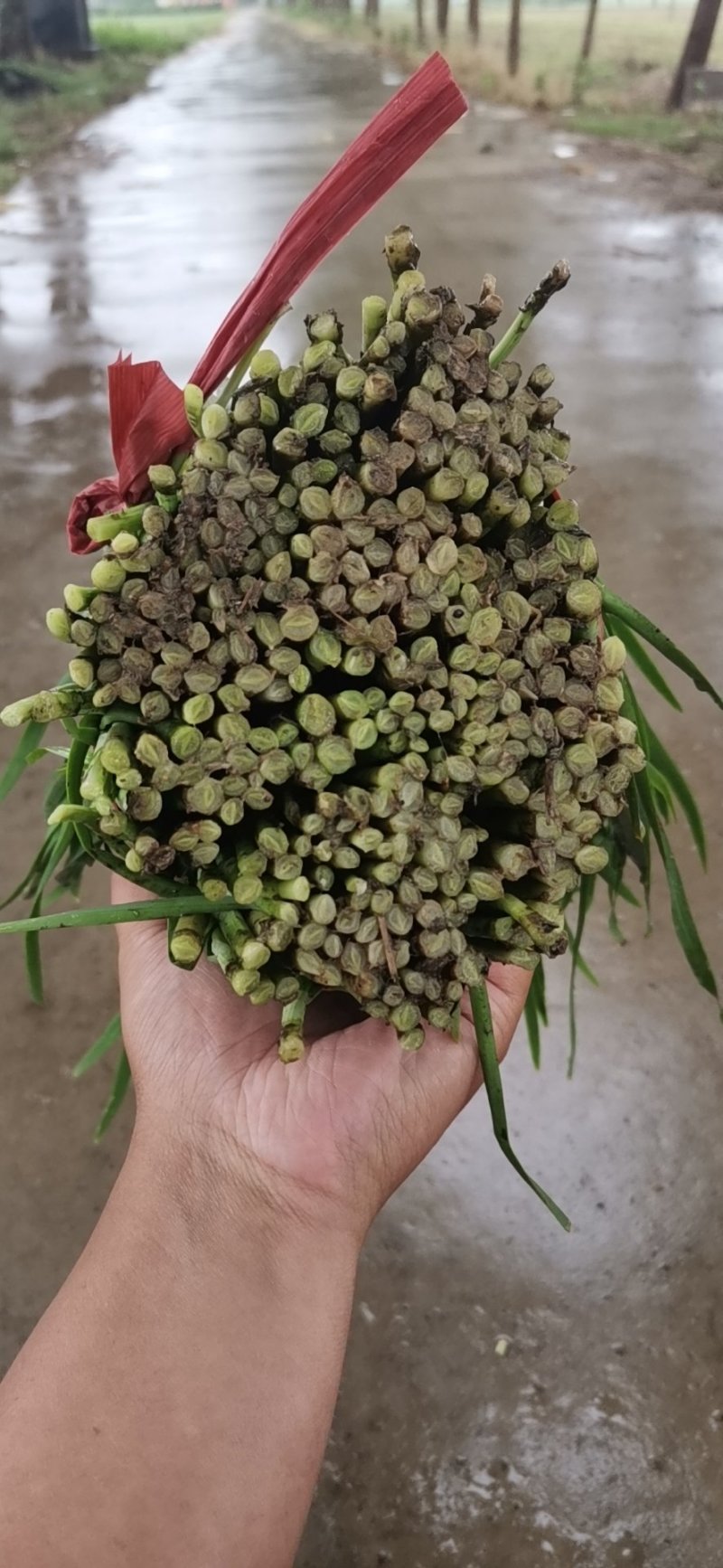 上千亩韭菜欢迎电话来聊