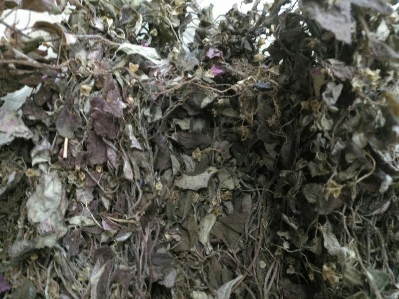 风鼓草，今年新货，干货