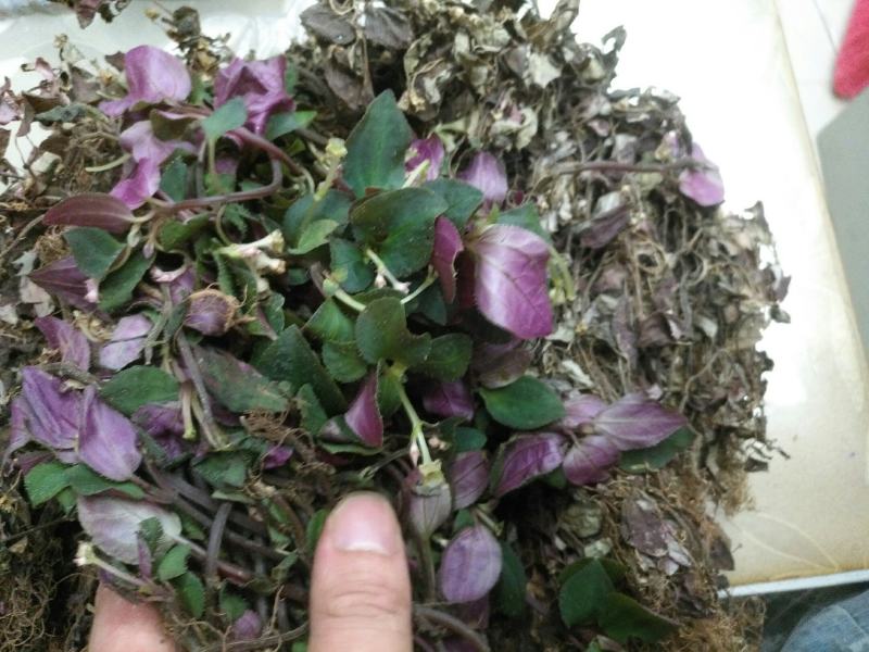 风鼓草，今年新货，干货