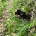 猎犬撵山狗山地猎犬天生猎犬凉山猎犬